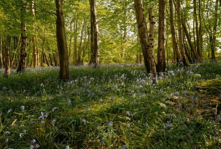 Stanmer Park Brighton 1 768x517